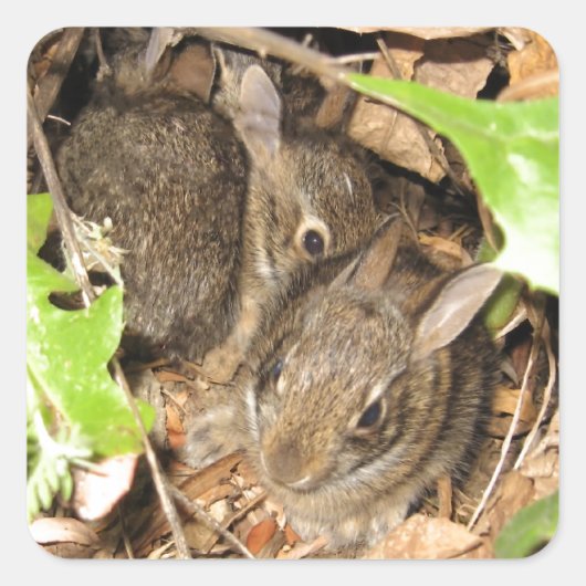 Wild Baby Bunnies Vierkante Sticker (Voorkant)