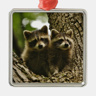 Wild Baby Raccoons Foto Metalen Ornament