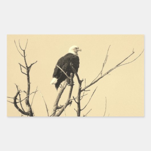 Wild Bald Eagle Stickers (Voorkant)