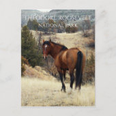 Wild Bay Horse. Nationaal park Theodore Roosevelt Briefkaart (Voorkant)