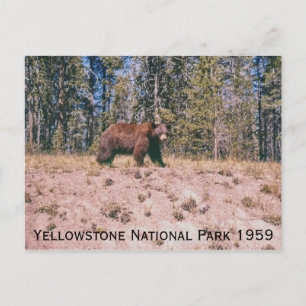 Wild Beer Retro Yellowstone Park 1959 Briefkaart