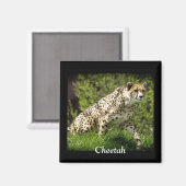 Wild Big Cats Dierenliefhebber Design Magneet (Voorkant / Achterkant)