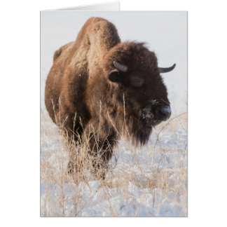 Wild Bison Blank Wenskaart