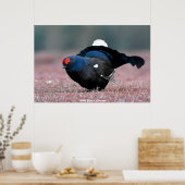 Wild Black Grouse Poster (Keuken)