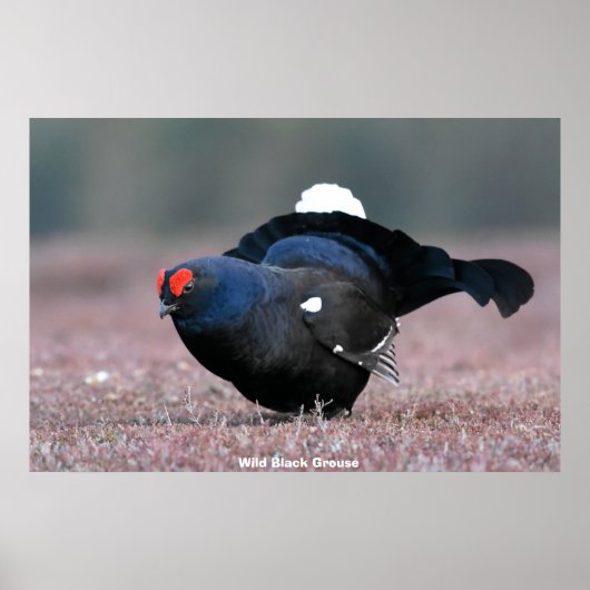 Wild Black Grouse Poster (Voorkant)