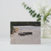 Wild Black Pigs Briefkaart (Staand voorkant)