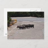 Wild Black Pigs Briefkaart (Voorkant / Achterkant)