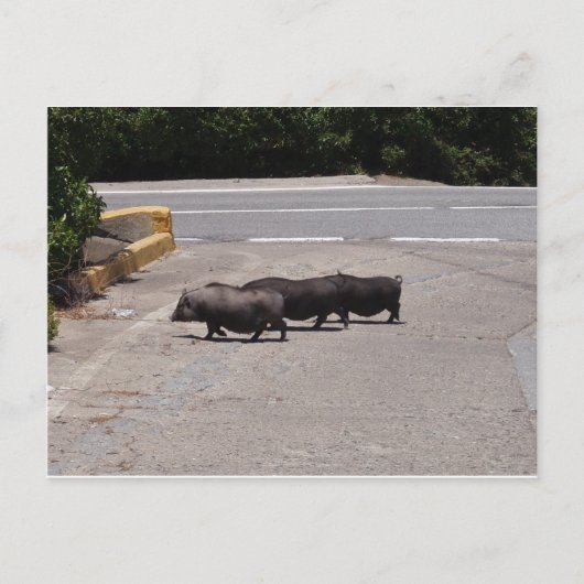 Wild Black Pigs Briefkaart (Voorkant)