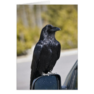 Wild Black Raven - Kaart