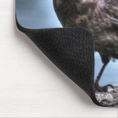 Wild Black Raven staat op Rocks Muismat (Hoek)