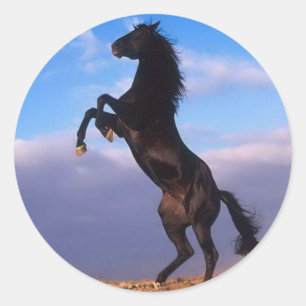 Wild Black Stallion Rearing Horse Ronde Sticker