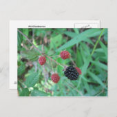 Wild Blackberries Briefkaart (Voorkant / Achterkant)