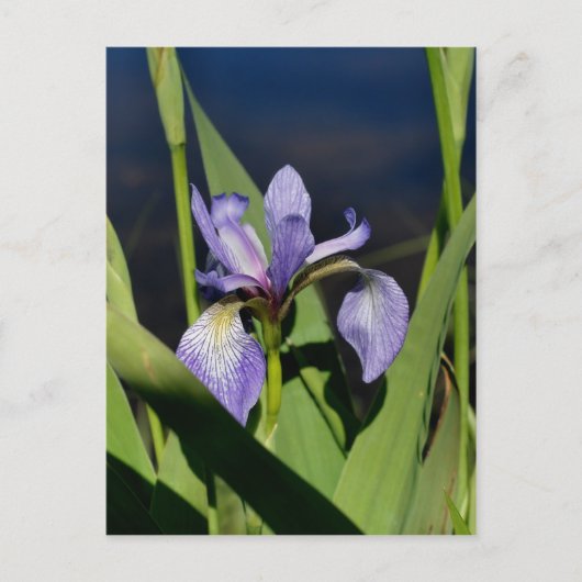 Wild Blue Flag Iris Flower Briefkaart (Voorkant)