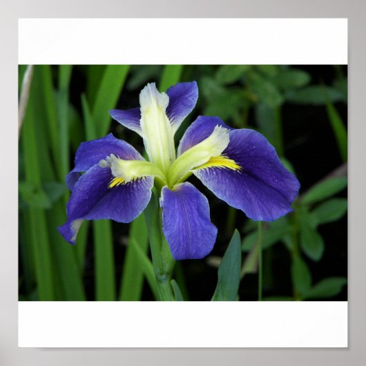 Wild Blue Iris Print (Voorkant)