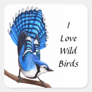 Wild Blue Jay Bird Sticker