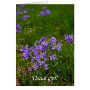 Wild Blue Phlox - Hartelijk dank
