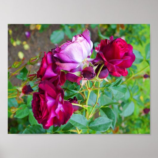 Wild Blue Yonder Roos #1 Poster (Voorkant)