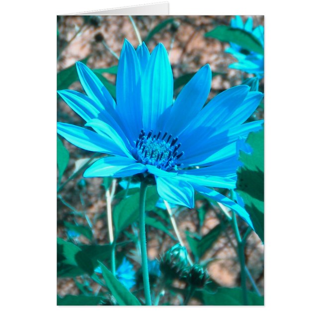 Wild Blue Zonnebloem Kaart *customize* (Voorkant)