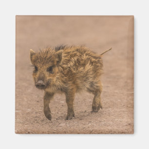 Wild Boar Piglet Magneet