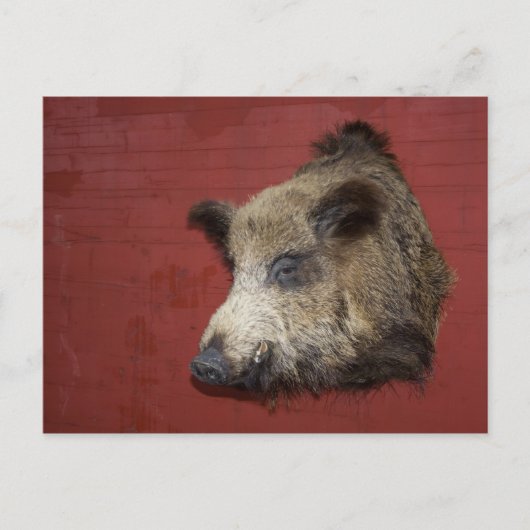 Wild Boar Trophy Briefkaart (Voorkant)