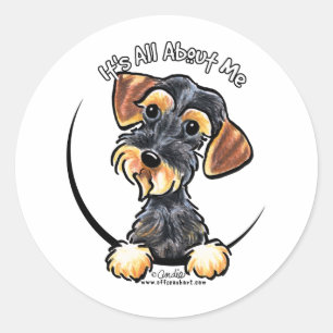 Wild Boar Wirehaered Dachshund heeft alles over mi Ronde Sticker