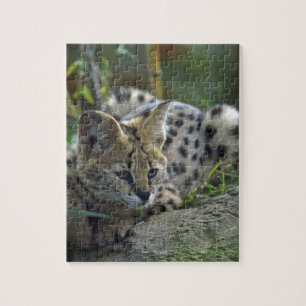 Wild Bobcat Legpuzzel