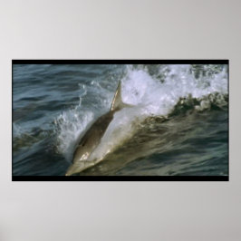 Wild Bottlenose Dolfijn poster