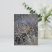 wild briefkaart (Staand voorkant)