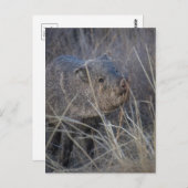 wild briefkaart (Voorkant / Achterkant)