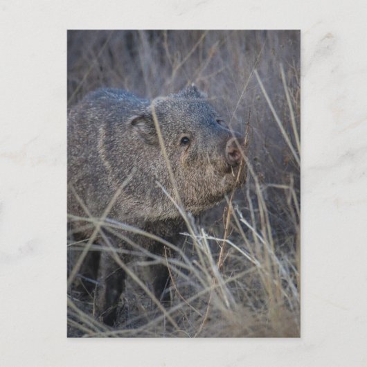 wild briefkaart (Voorkant)