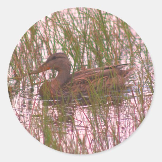 Wild Brown Duck Natuur Ronde Sticker (Voorkant)