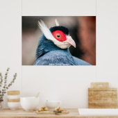 Wild Brown Eared Pheasant Poster (Keuken)