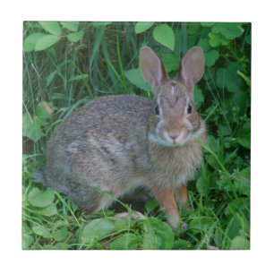 Wild Brown Rabbit Animal Tegeltje