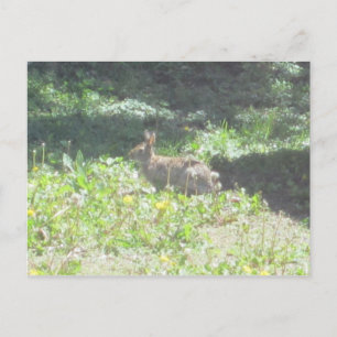 Wild Bunny Briefkaart