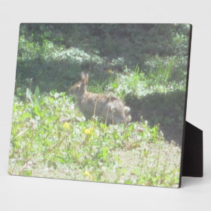 Wild Bunny Plaque Fotoplaat