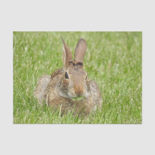 Wild Bunny Rabbit Eating Grass Tissuepapier (Voorkant)