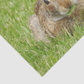 Wild Bunny Rabbit Eating Grass Tissuepapier (Detail)