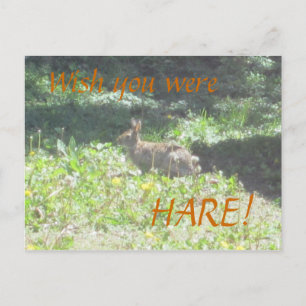 Wild Bunny "Wens dat je HARE was!" Briefkaart