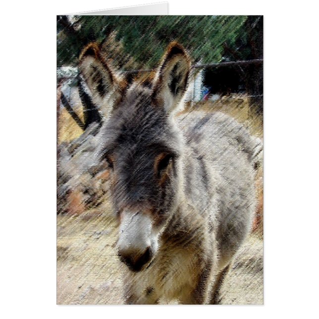 Wild Burro (Devant)