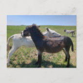 Wild Burros, Custer State Park, South Dakota Briefkaart (Voorkant)