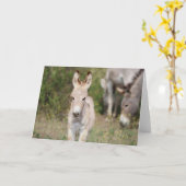 Wild Burros Greeting Kaart (Gele Bloem)
