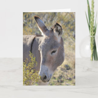 Wild Burros Greeting Kaart