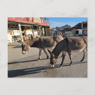 Wild Burros in Oatman, Arizona Briefkaart