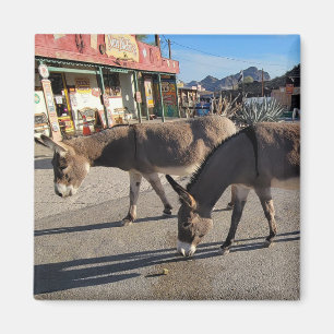 Wild Burros in Oatman, Arizona Magneet
