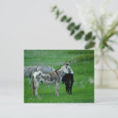 Wild Burros South Dakota Briefkaart (Staand voorkant)