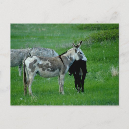 Wild Burros South Dakota Briefkaart (Voorkant)
