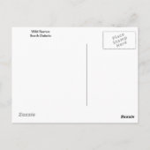 Wild Burros South Dakota Carte postale (Dos)