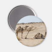 Wild Camels Magneet (Voorkant / Achterkant)