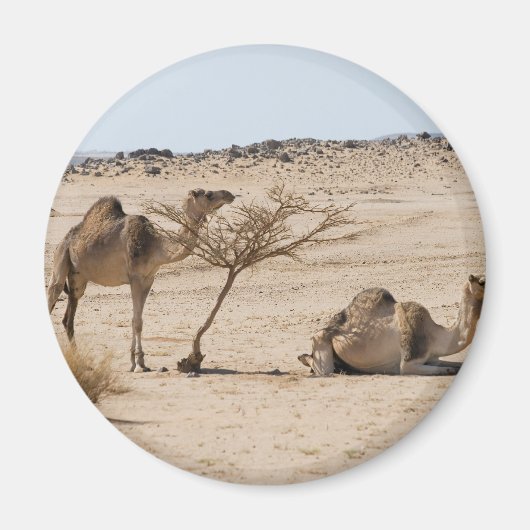 Wild Camels Magneet (Voorkant)