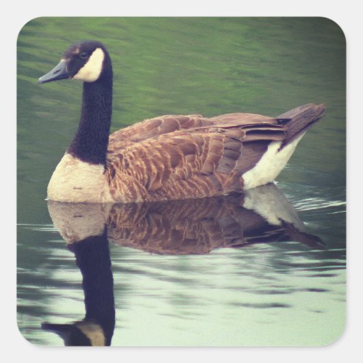 Wild Canada Goose Natuur Vierkante Sticker (Voorkant)